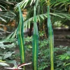 Viz Glass G030-AY-3 Blown Glass Garden Art Water Grass